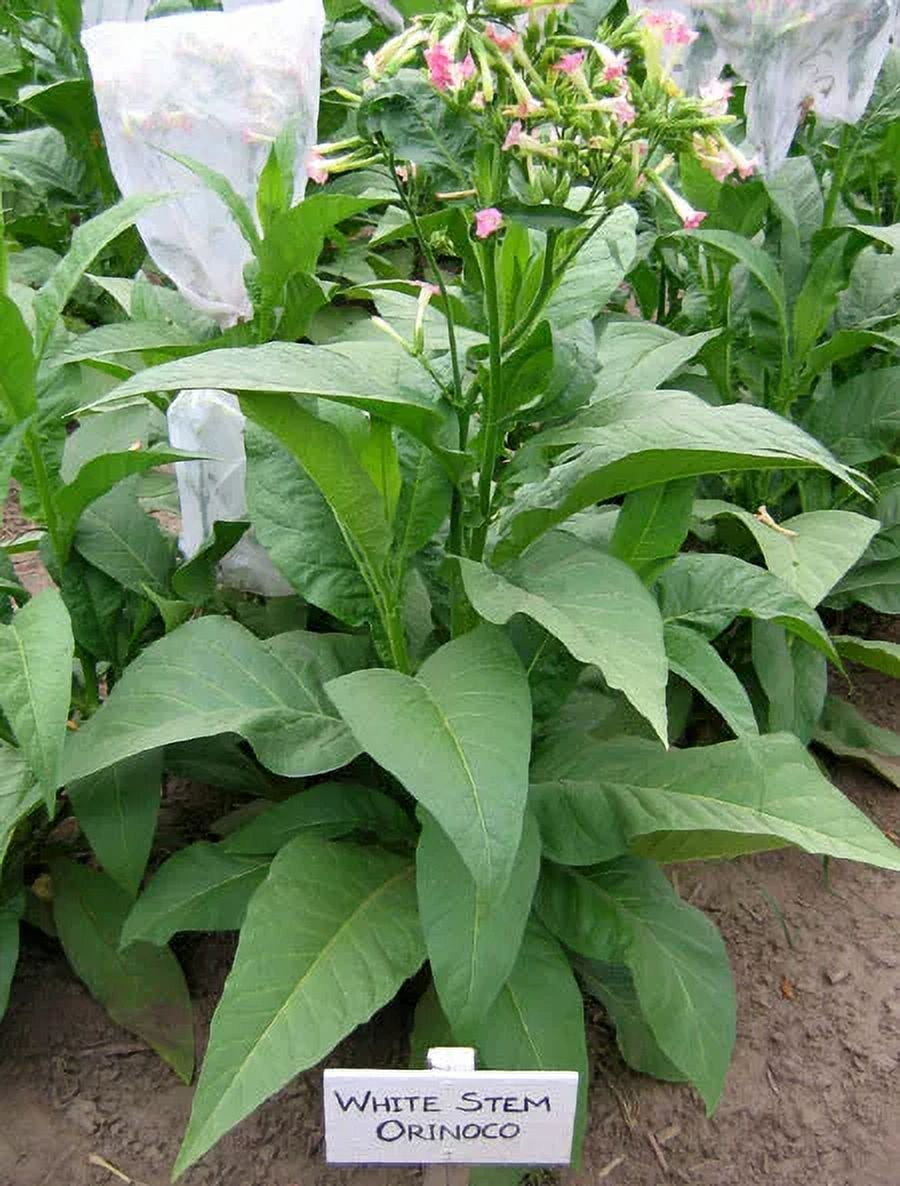 1000 White Stem Orinoco Tobacco Seeds ~ Heirloom Bright Leaf Nicotiana  Tabacum