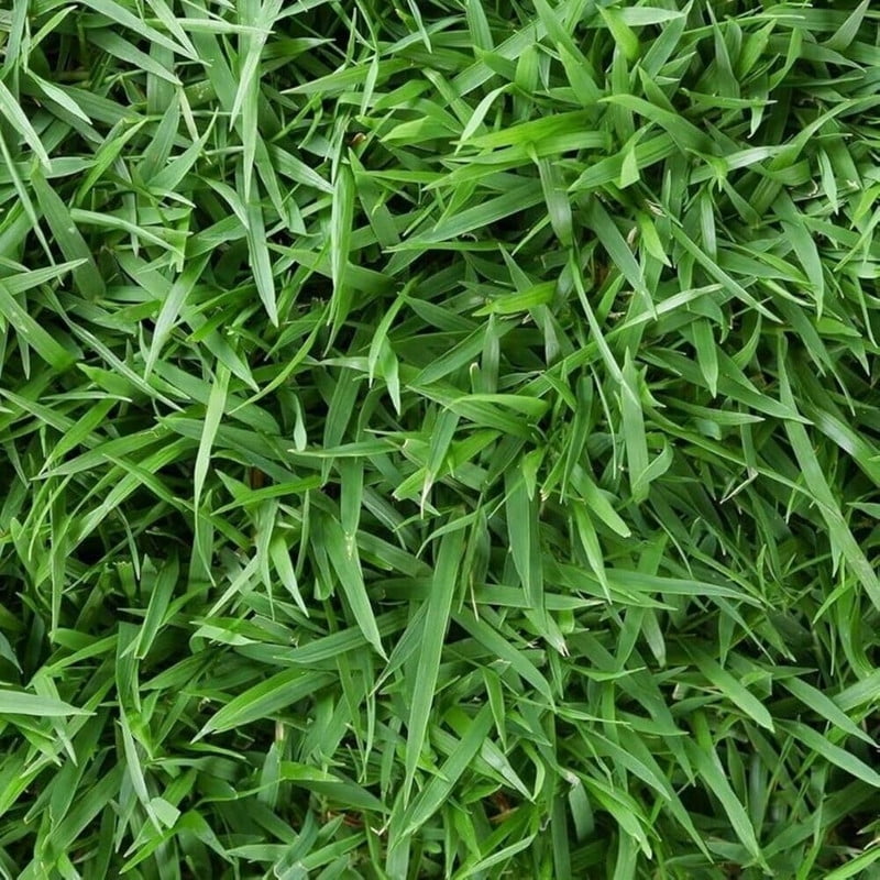 1000 Zoysia Grass Seed for Lawn, Thick Green Grass for Home Yard