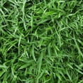 thumbnail image 1 of 1000 Zoysia Grass Seed for Lawn, Thick Green Grass for Home Yard, 1 of 5