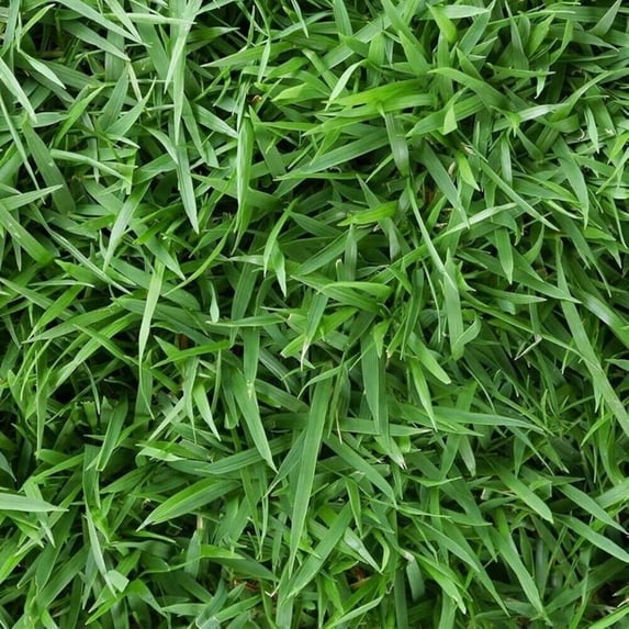 TANKDA Zoysia Grass Seed for Lawn, 1000 seeds for thick green home yard grass