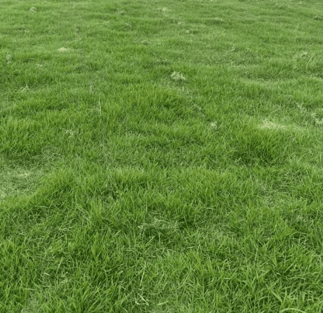 Zoysia Grass Plugs -Drought Tolerant | Low Maintenance – The Lawn Farm, image size:1066x1032