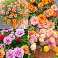 10000+Mixed Portulaca Moss Rose MMF7 Seeds for Planting OutdoorDouble