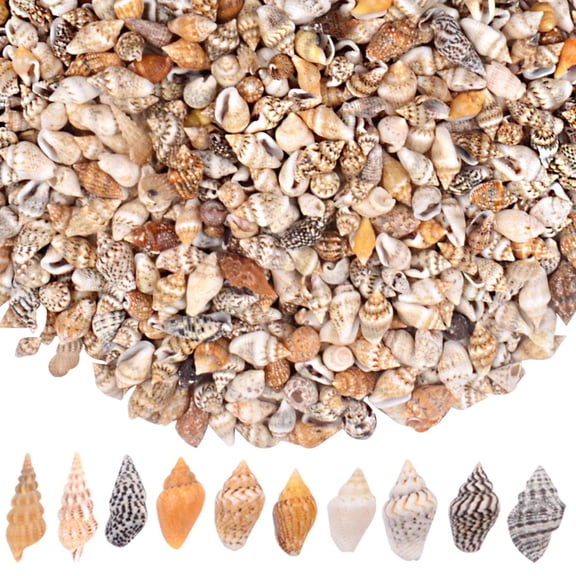 About 1000pcs(200g) Small Sea Shells Tiny Mixed Natural Spiral Conch Seashell Ocean Mini Seashell Bulk Fish Tank Vase Fillers for DIY Crafts Home Outdoor Beach Theme Party Decoration