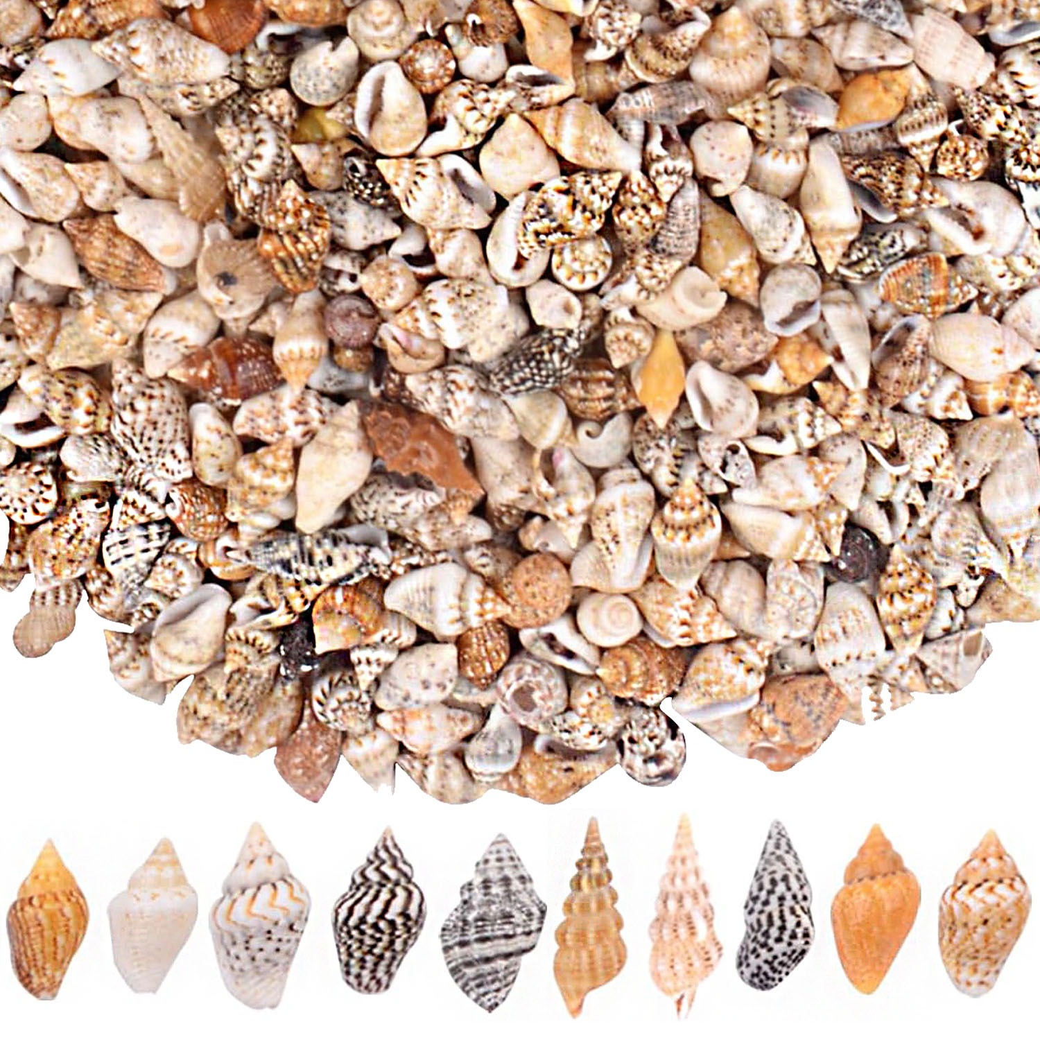 1000pcs(200g) Tiny Natural Sea Shells Mixed Spiral Conch Shell Ocean ...