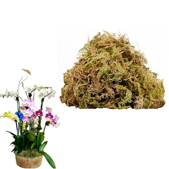 100G Natural Preserved Moss For Potted Plants Indoor Craft Fairy Garden And Terrarium Decor