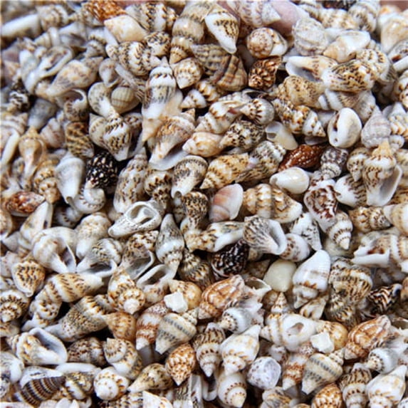 100PCS Natural Conch Mixed Beach Seashells, Colorful Natural Seashells Perfect Accents for Candle Making，Home Decorations, Beach Theme Party Wedding Decor, DIY Crafts, Fish Tank and Vase Fillers