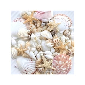100g Natural Seashell Conch Starfish Aquarium Decor, Small Mixed Snails and Shellfish