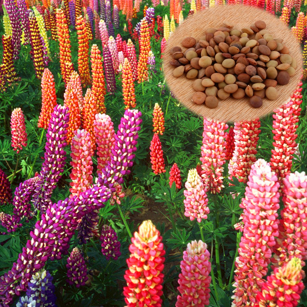 Wildflower Seeds Throw And Grow Russell Lupine Mixed Seed-80015-6