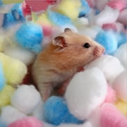 100pcs Colorful Cotton Balls for Hamsters – Warm & Absorbent Bedding for Winter Cages and Nests