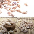 thumbnail image 1 of 100pcs Sea Shells Beach Seashells, Natural Conch Shells Seashells for Fish Tank, Home Decorations, Beach Theme Party, Candle Making, Wedding Decor, DIY Crafts, Fish Tan, 1 of 4