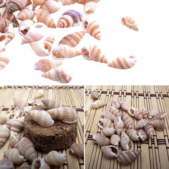 100pcs Sea Shells Beach Seashells, Natural Conch Shells Seashells for Fish Tank, Home Decorations, Beach Theme Party, Candle Making, Wedding Decor, DIY Crafts, Fish Tan