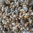 thumbnail image 1 of 100pcs Sea Shells Beach Seashells, Natural Conch Shells Seashells for Fish Tank, Home Decorations, Beach Theme Party, Candle Making, Wedding Decor, DIY Crafts, Fish Tan, 1 of 5