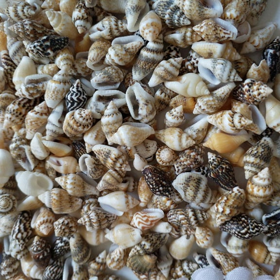100pcs Sea Shells Beach Seashells, Natural Conch Shells Seashells for Fish Tank, Home Decorations, Beach Theme Party, Candle Making, Wedding Decor, DIY Crafts, Fish Tan