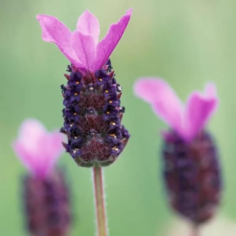 100s Spanish Lavender Seeds - Perennial, Cold, Self-Pollinating, Clumping, Plant in 3 Seasons, for Pollinator and Cottage Gardens