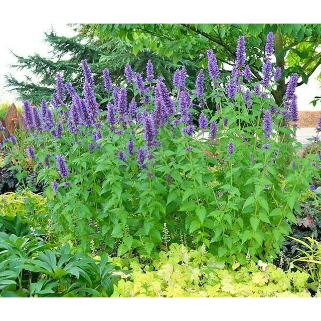 101+Purple GIANT HYSSOP Seeds Native Wildflower Drought Heat Cold
