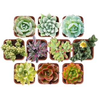 Succulent Cuttings