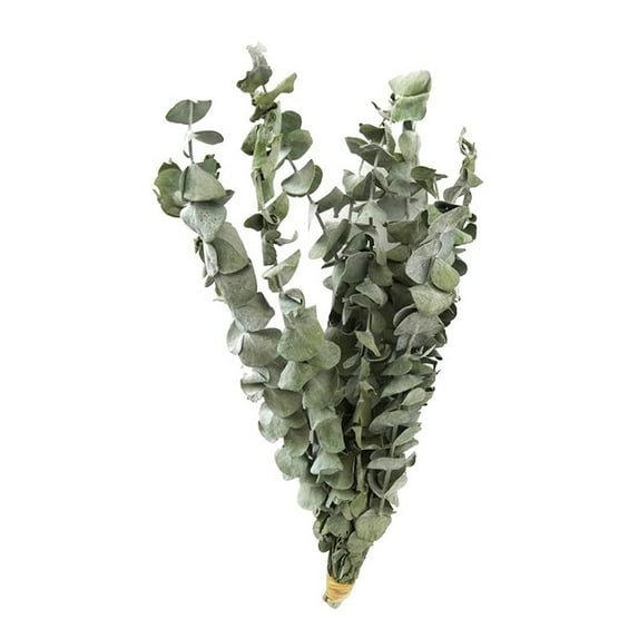 10PCS/Bouquet Natural Eucalyptus Leaves Branches Stems Dried Flower Real Palnt DIY Wedding Ornament Party Home Decor Supplies