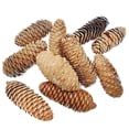 thumbnail image 1 of 10PCS Natural Spruce Pine Cones, Rustic Style Craft Pinecones for Home Decor, Holiday Decoration, DIY Projects, A1-3# 3.5-4.7Inch Spruce Pine Cones, 1 of 9
