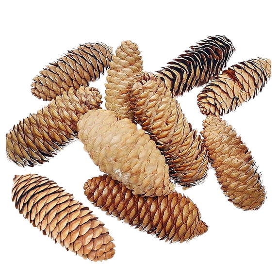 10PCS Natural Spruce Pine Cones, Rustic Style Craft Pinecones for Home Decor, Holiday Decoration, DIY Projects, A1-3# 3.5-4.7Inch Spruce Pine Cones