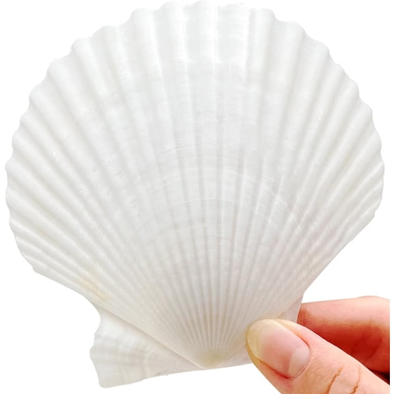 10PCS Seashells,4-5 Inch Natural White Sea Shells, Large Scallop Shells for Crafts, DIY, Vase Fillers, Beach Wedding,Home Dcor