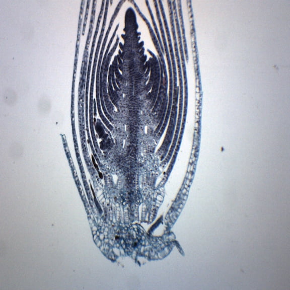 10PK Elodea Stem Tip - Cross Section - Prepared Microscope Slides - Classroom Pack, 10 Slides in Storage Case - Biology & Microscopy - Eisco Labs