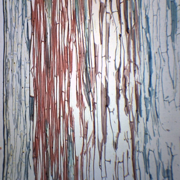 10PK Lilium Stem Combination - Cross Section & Longitudinal Section - Prepared Microscope Slides - Classroom Pack, 10 Slides in Storage Case - Biology & Microscopy - Eisco Labs