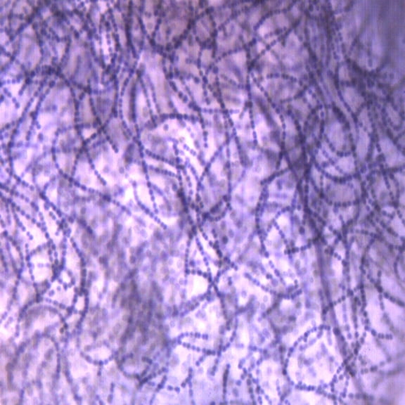 10PK Nostoc Cross Section - FS & FG Stain - Prepared Microscope Slides - Classroom Pack, 10 Slides in Storage Case - Biology & Microscopy - Eisco Labs