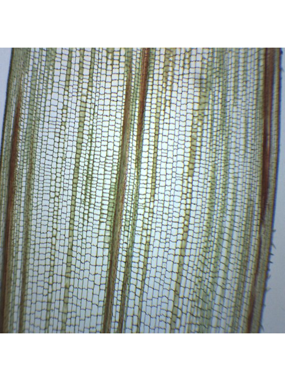 10PK Zea Mays Stem - Cross & Longitudinal Section - Prepared Microscope Slides - Classroom Pack, 10 Slides in Storage Case - Biology & Microscopy - Eisco Labs