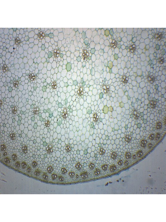 10PK Zea Mays Stem, Cross Section - Prepared Microscope Slides - Classroom Pack, 10 Slides in Storage Case - Biology & Microscopy - Eisco Labs