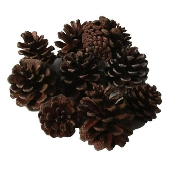 10Pc Real Cones Dried Flowers Home Decorations Floral