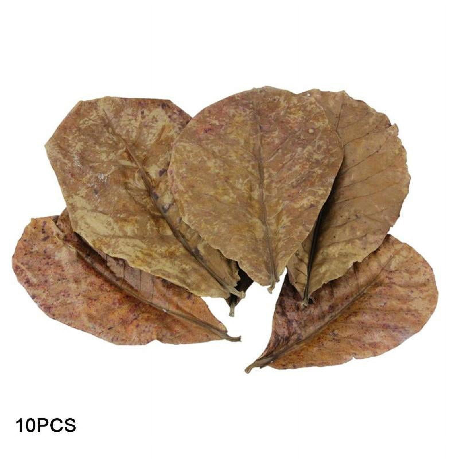 Indian Almond Leaves For Aquarium – Size 5-10 Inch, 65g Pack (20 Leaves), Natural Water Conditioner For Betta & Shrimp