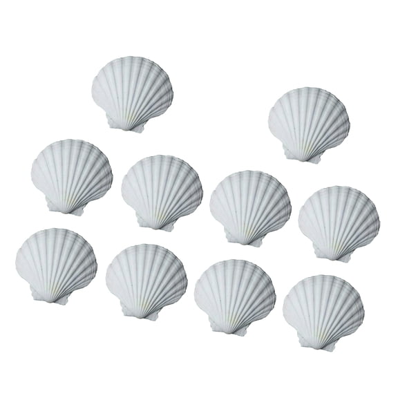 10Pieces White Shells Natural Scalloped Shells For Crafts Creativity In Family And School Art Ornament