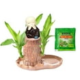 thumbnail image 1 of 10ml Brazil Wood Hydroponic Tree Stump With Dolls and Tray Magical Sprouting Bonsai Mini Potted Desktop Ornament For Home Air Purification, 1 of 4