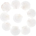 thumbnail image 1 of 10pcs 4.1~4.3" Large Scallop Shells Natural White Scallops White Sea Shells Natural Shell Beads Undrilled Baking Shells for Wedding Sea Beach Vase Filling Art Candle Home Decor, 1 of 6