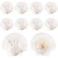 thumbnail image 1 of 10pcs Large Scallop Shells Natural Scallops White Sea Shells 4~4.3 Shell Beads Large Natural Shells for Crafts Seashell for Beach Party Decor Christmas Vase Filling Home Decor White, 1 of 7