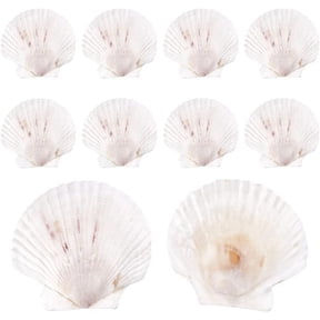 10pcs Large Scallop Shells Natural Scallops White Sea Shells 4~4.3" Shell Beads Large Natural Shells for Crafts Seashell for Beach Party Decor Christmas Vase Filling Home Decor