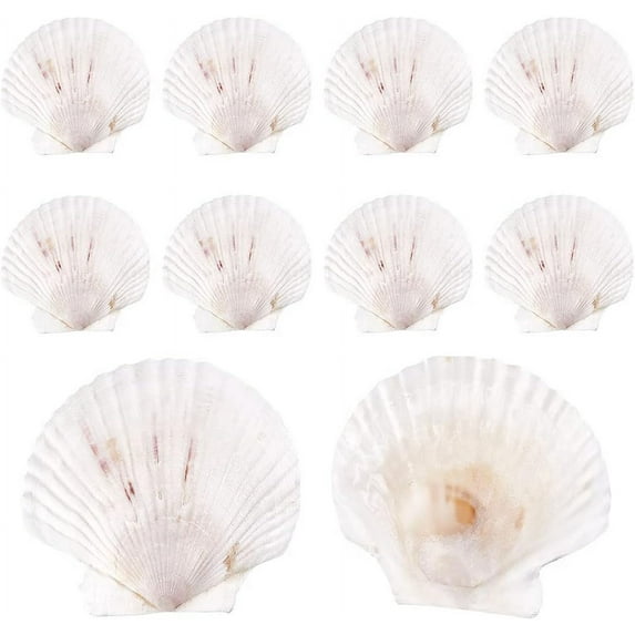 10pcs Large Scallop Shells Natural Scallops White Sea Shells 4~4.3 Shell Beads Large Natural Shells for Crafts Seashell for Beach Party Decor Christmas Vase Filling Home Decor White