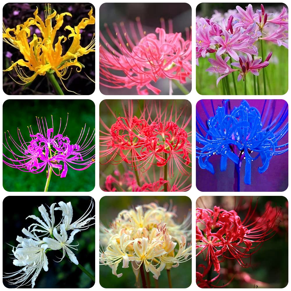 10pcs Mix Spider Lily Bulbs Lycoris Radiata Bulbs for Fall Planting