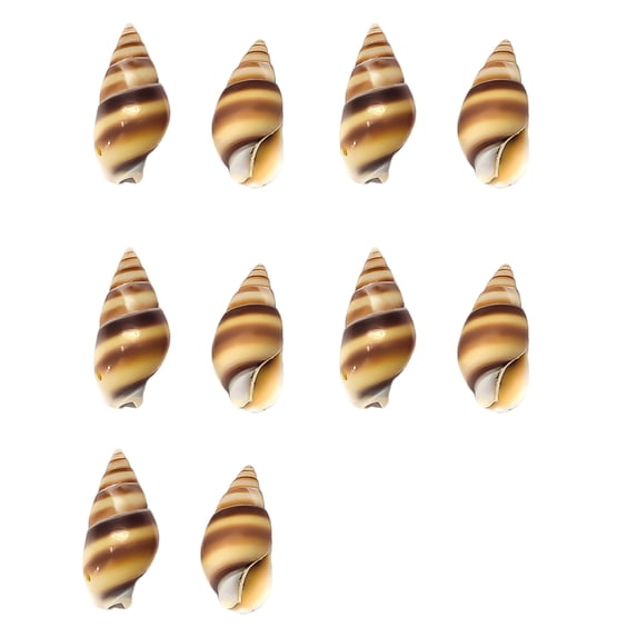 10pcs Natural Shell Conch Buttons with Realistic Texture Design Great ...