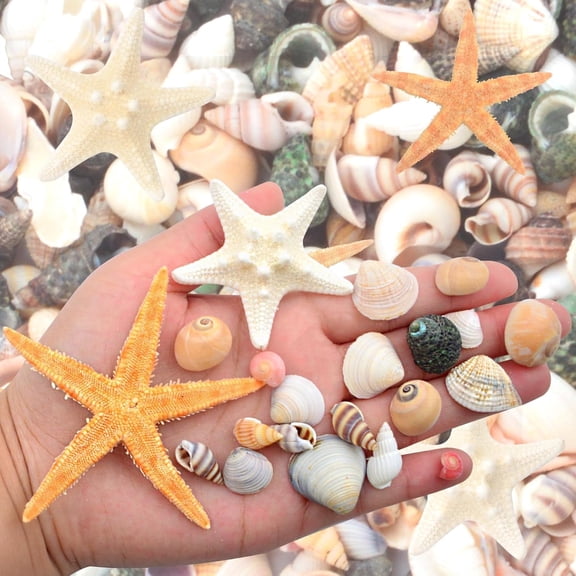 10pcs Natural Starfish Finger Starfish Seashell Bulk Fish Tank Ornaments and 200g Mixed Mini Shell Sea Snail Conchs for Beach Theme Wedding Christmas Party Home Decorations Crafts