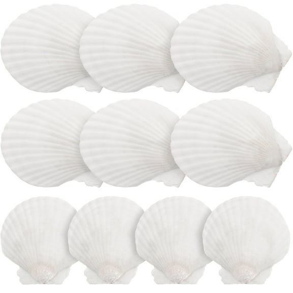 10pcs White Scallops Shell Seashells Large Natural Shell Embellishment Craft Material