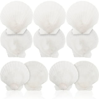 8 Pieces Seashells for Crafting Mix Ocean Shell Decorations Arts Supplies