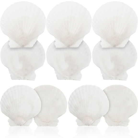 10pcs White Scallops Shell Seashells Large Natural Shell Embellishment Craft Material