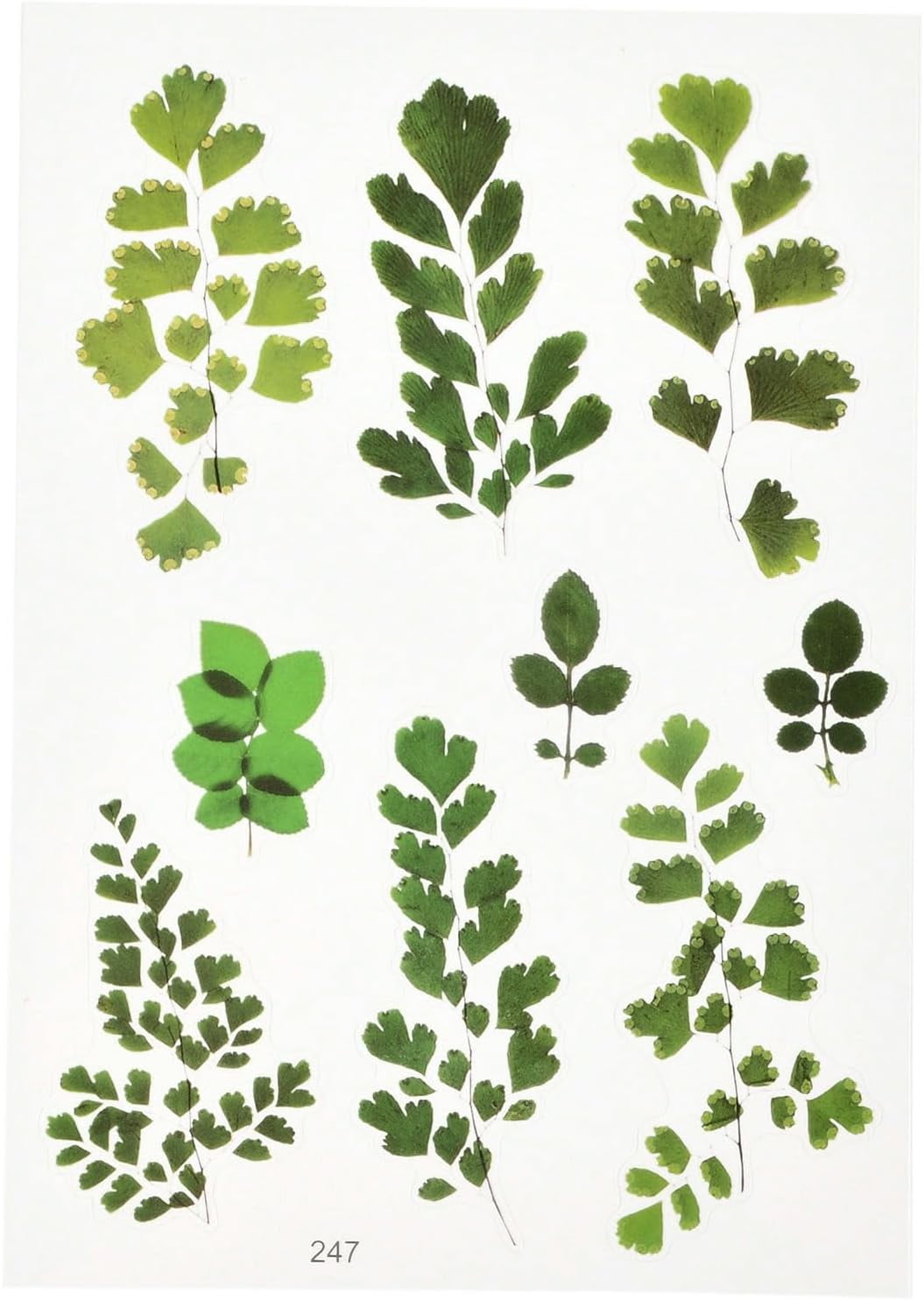 10sheets 10 Sheet 15x10 5x0 01cm Green Maple Leaf Mini Plant Stickers 10sheets-10-sheet-15x10-5x0-01cm-green-maple-leaf-mini-plant-stickers