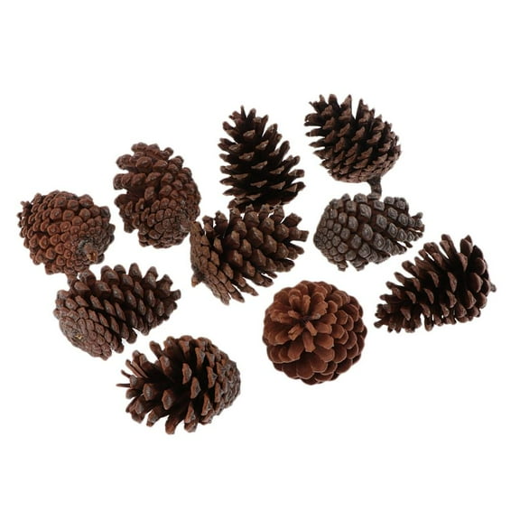 10x Natural Dried Cones Large 6-8cm For Vase Filler Crafting Decoration