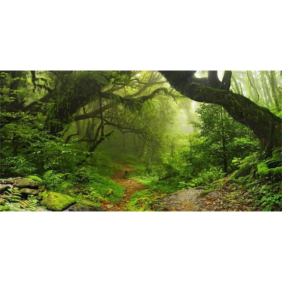 10x8ft Enchanted Forest Backdrop Large Vinyl Photography Background Jungle Woods Dirt Road Nature Scenery Backdrop Camping Hiking Adventure Adults Boys Girls Portraits Photo Video Props