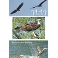 thumbnail image 1 of 11: 11 (Paperback), 1 of 1