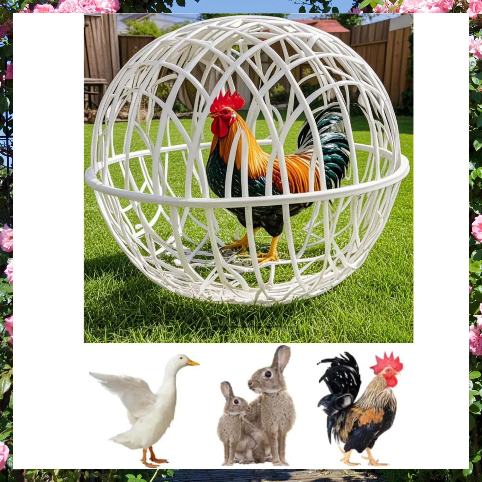 Can I Hang a Bird Mirror in My Chicken Coop: Essential Tips
