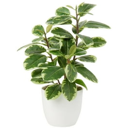 Mini Artificial Succulent Plant Fake Office Desk Garden Plastic Foliage Decor Mini Artificial Succulent Plant Fake Office Desk Garden Plastic Foliage Decor