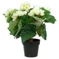thumbnail image 1 of Northlight 11" Cream Potted Silk Begonia Spring Artificial Floral Arrangement, 1 of 5